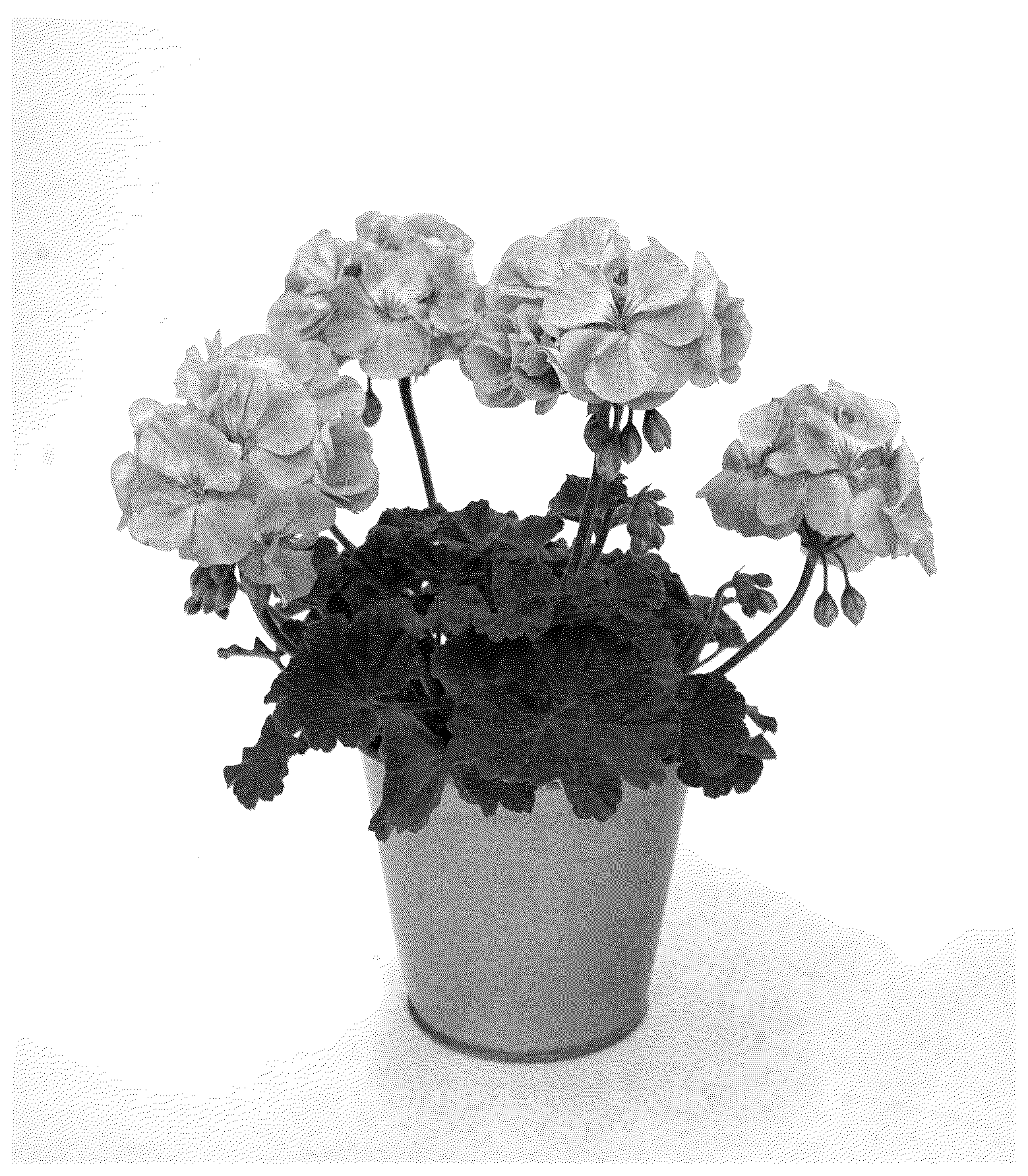 Patent USPP037398 — Pelargonium plant named ‘KLEPZ24857’ — Figure 1