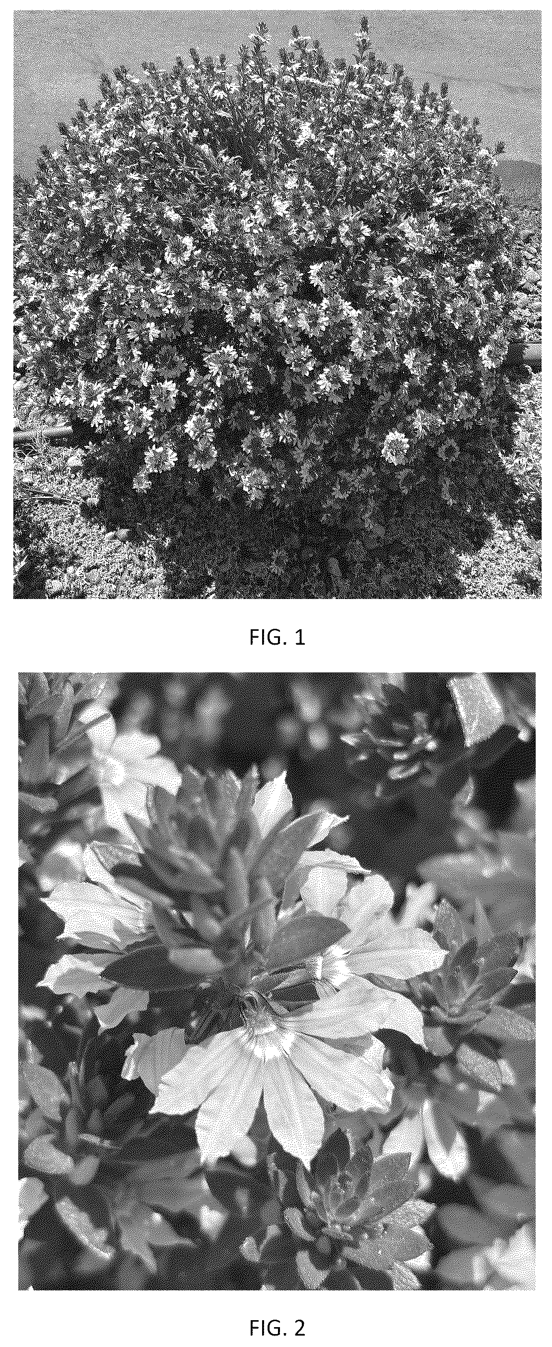 Patent USPP037399 Figure 1 – Scaevola plant named ‘SVAZ0011’