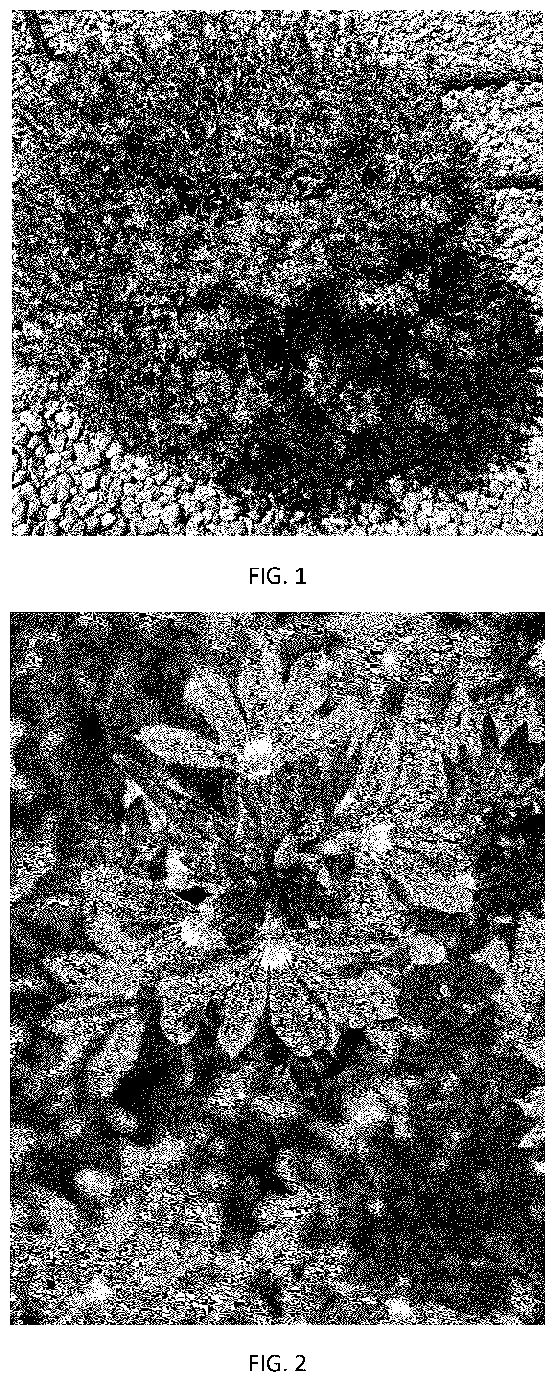 Patent USPP037400 — Scaevola plant named ‘SVAZ0007’ — Figure 1