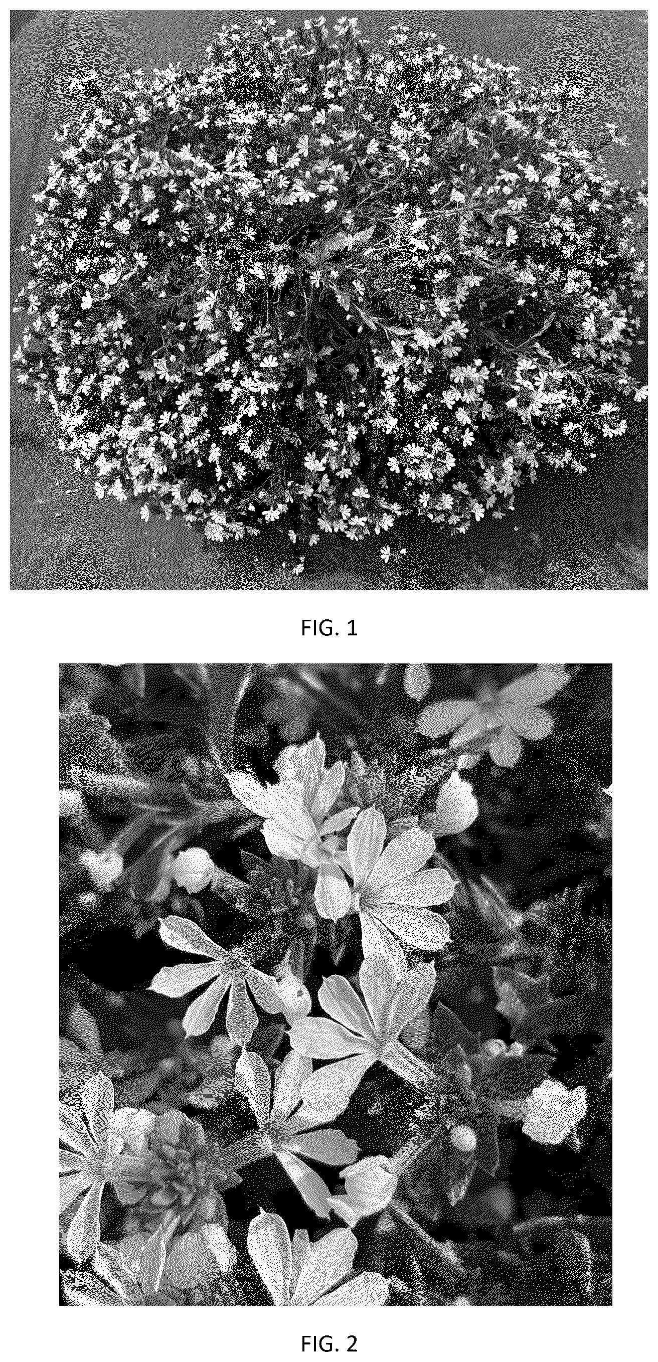 Patent USPP037401 — Scaevola plant named ‘SVAZ0009’ — Figure 1