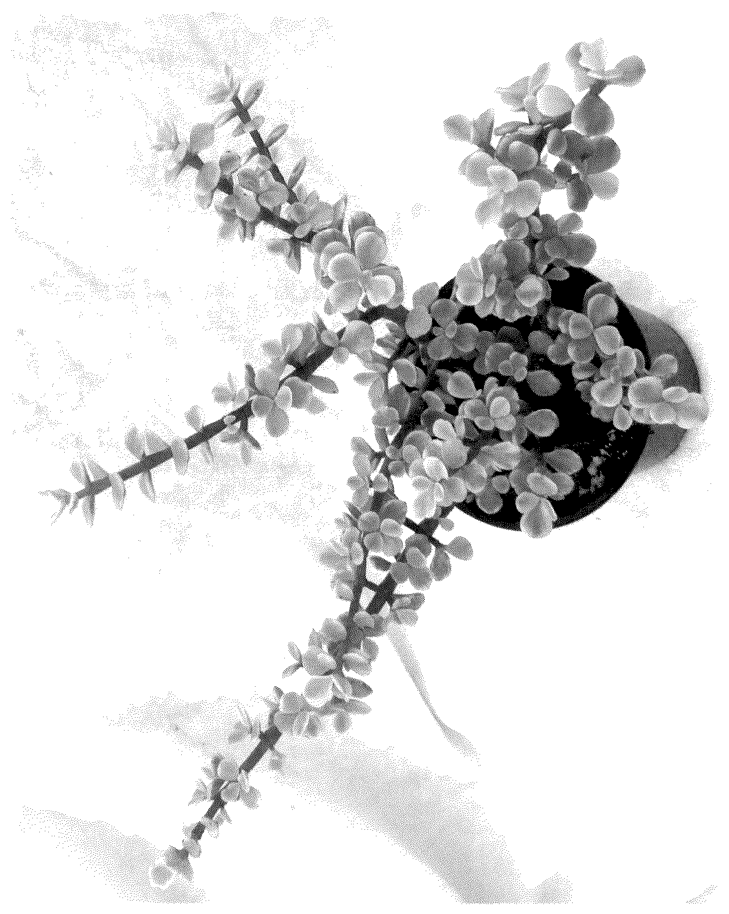 Patent USPP037402 — Portulacaria plant named ‘Jubilee’ — Figure 1