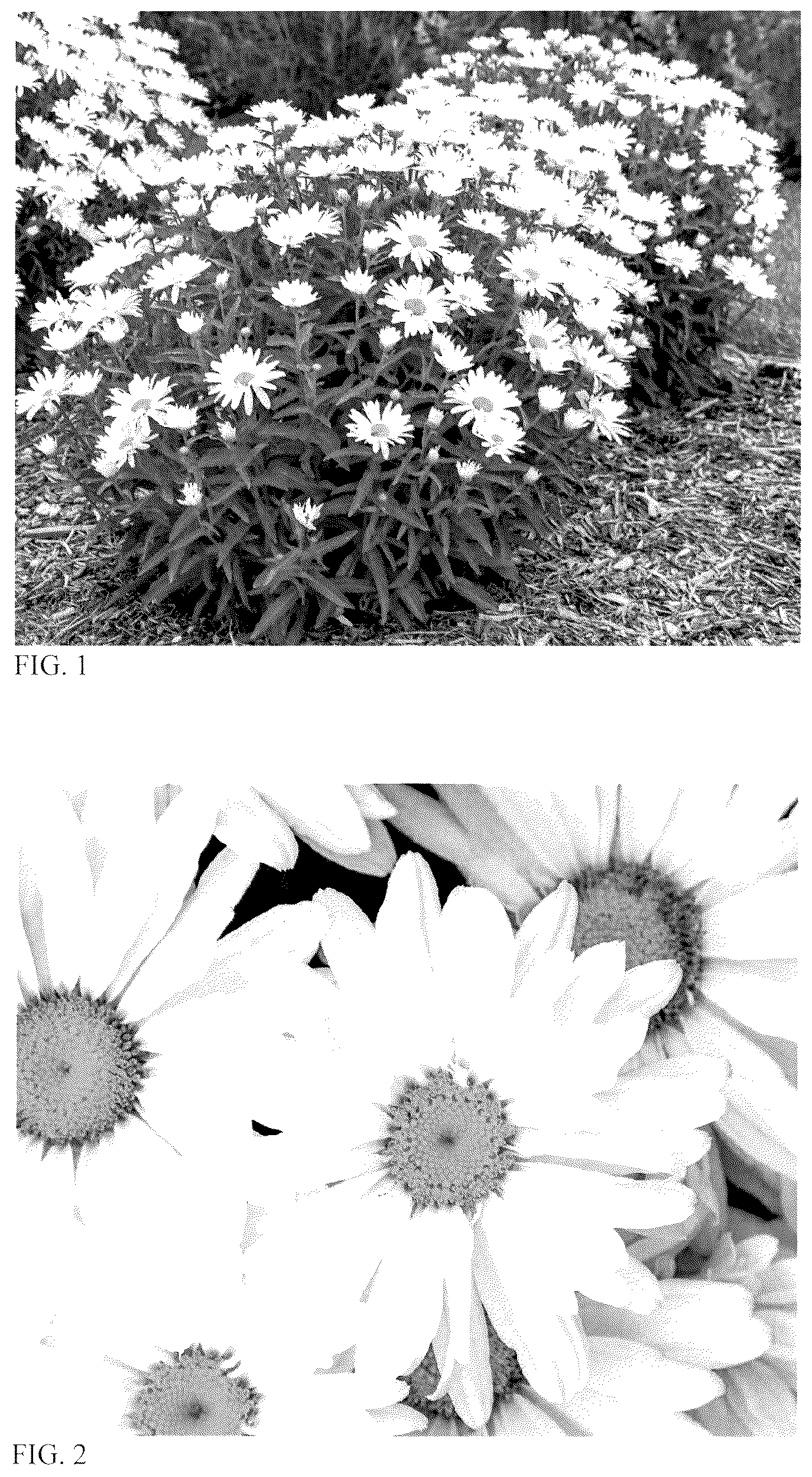 Patent USPP037403 — Leucanthemum plant named ‘Dream Big’ — Figure 1