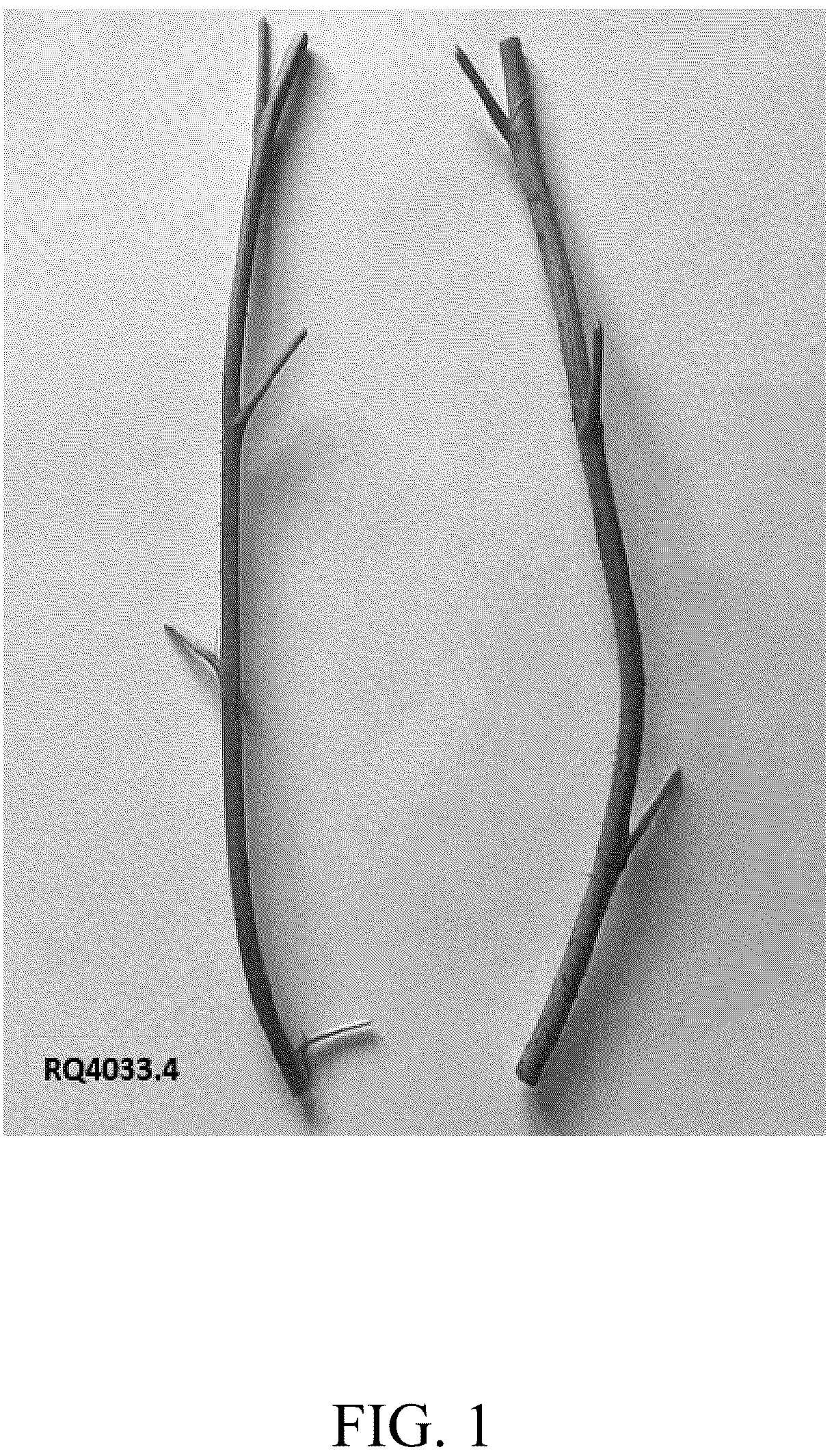 Patent USPP037404 — Raspberry plant named ‘DrisRaspTwentySix’ — Figure 1