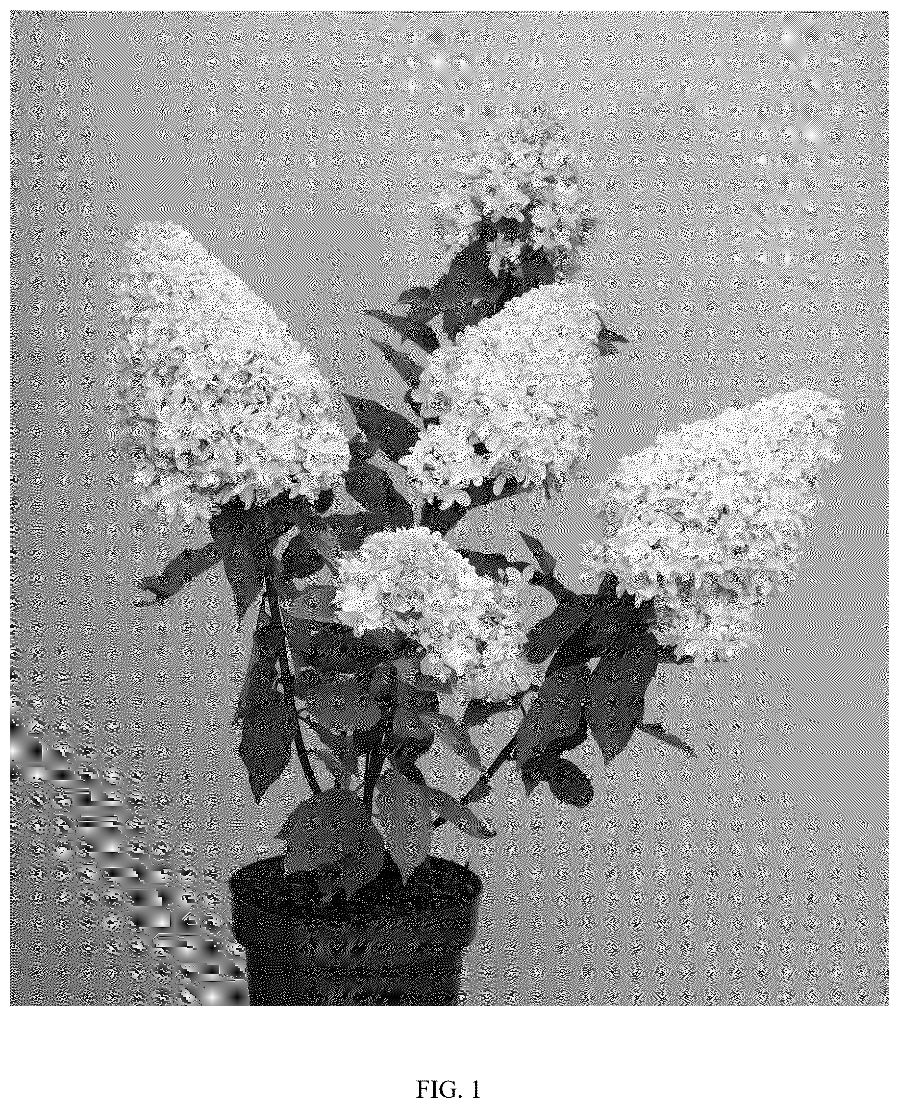 Patent USPP037405 — Hydrangea plant named ‘OLLEDE’ — Figure 1