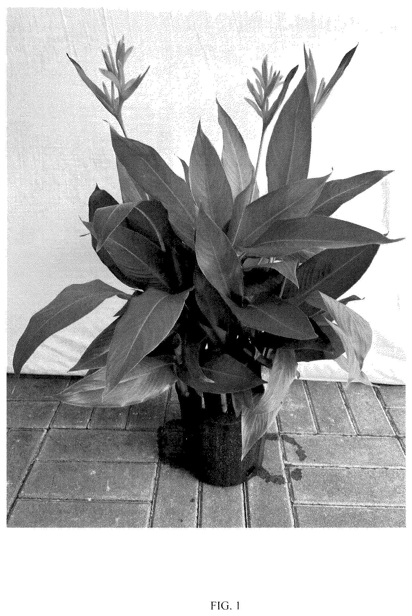 Patent USPP037406 — Heliconia plant named ‘LOVE BIRD’ — Figure 1