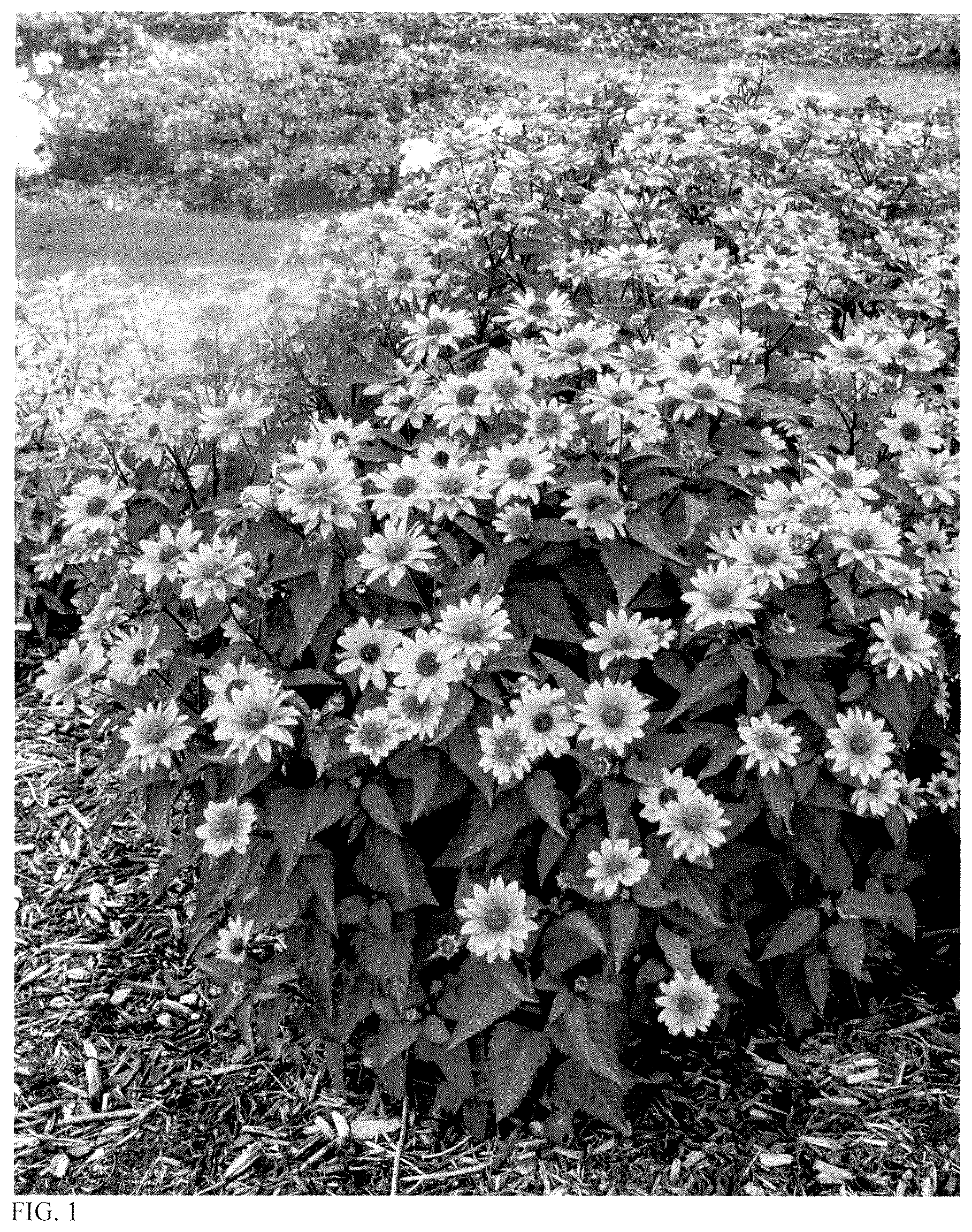 Patent USPP037407 — Heliopsis plant named ‘Sundial’ — Figure 1