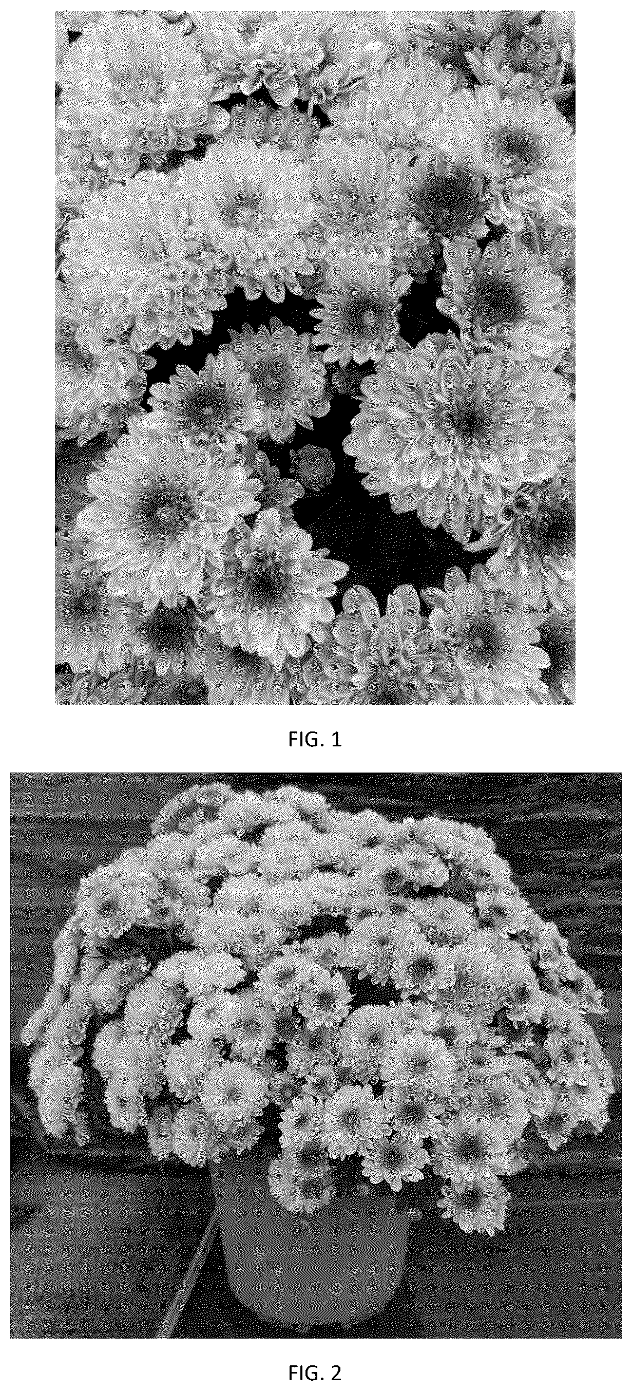Patent USPP037408 — Chrysanthemum plant named ‘CIFZ0113’ — Figure 1