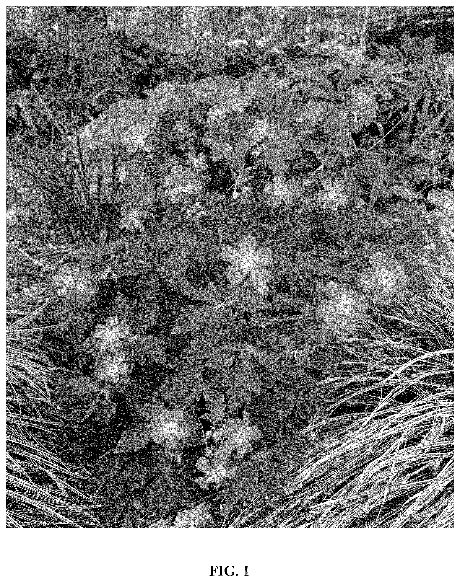 Patent USPP037409 — Geranium plant named ‘Dark Roast’ — Figure 1