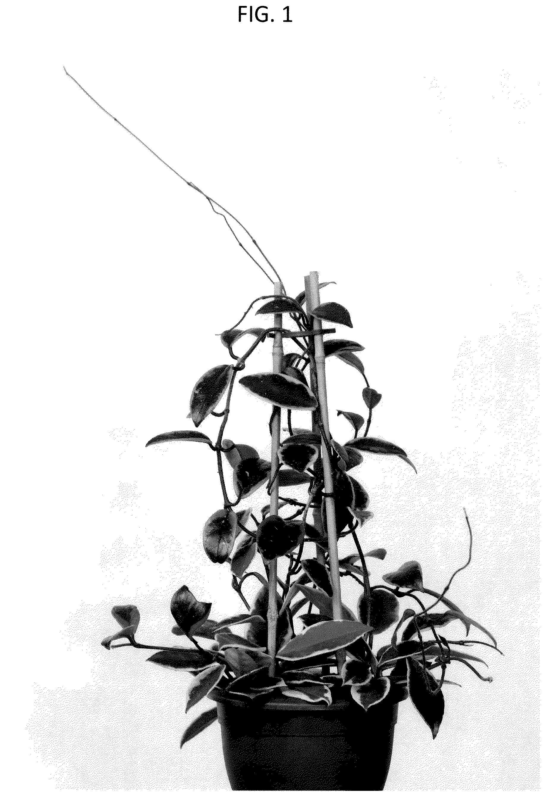 Patent USPP037411 — Hoya plant named ‘G4Y0002’ — Figure 1