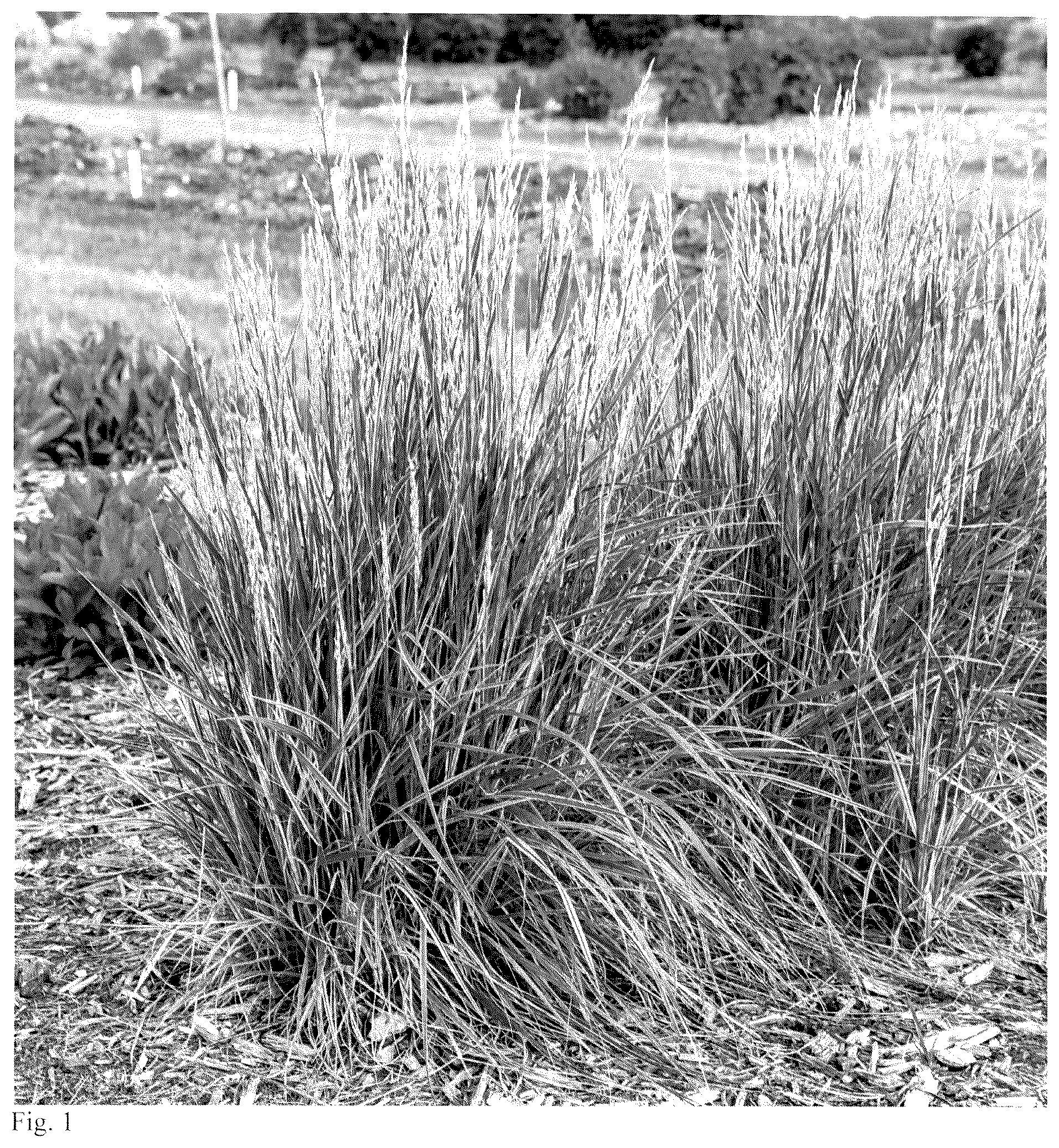 Patent USPP037412 — Festuca plant named ‘Perfect Edging’ — Figure 1