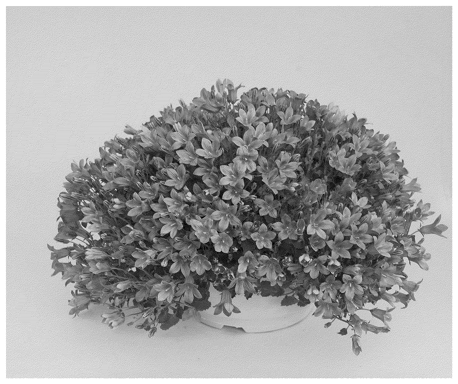 Patent USPP037413 — Campanula plant named ‘KLECN23088’ — Figure 1