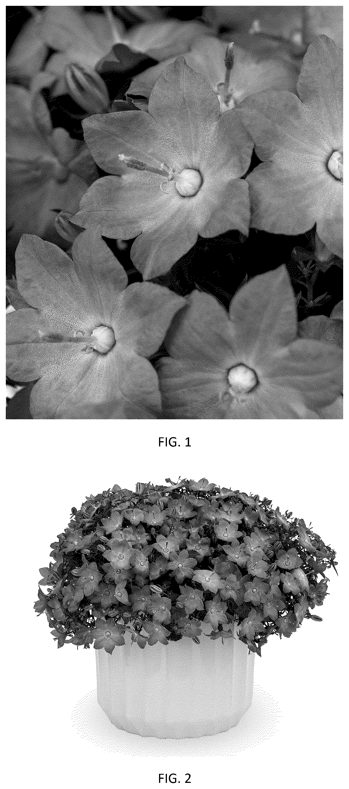 Patent USPP037414 — Campanula plant named ‘CIPZ0011’ — Figure 1